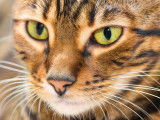 Vue proche d'un chat tigré