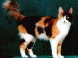 De quelle(s) couleur(s) est mon chat : tricolore, tortie...?