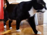 Comment marche un chat ?