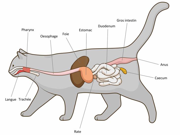 Schéma de l'appareil digestif d'un chat