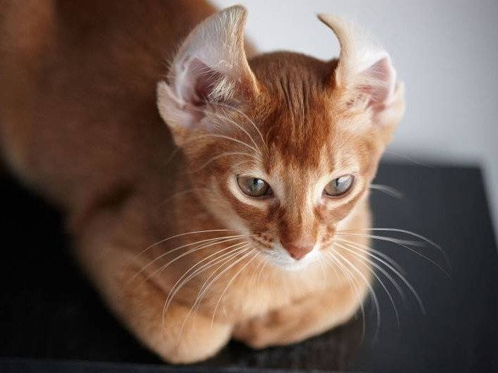 Un chat roux avec de grandes oreilles courbées l'une vers l'autre