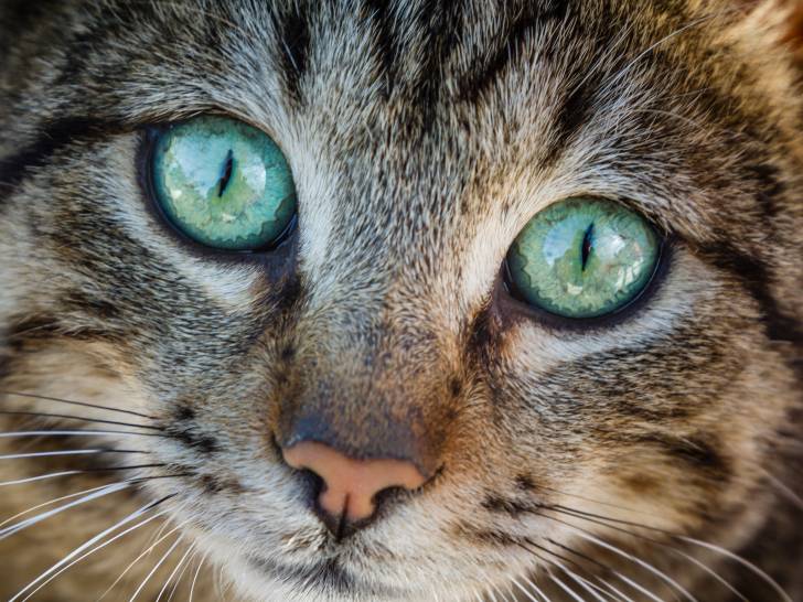 Un chat photographié d'en haut