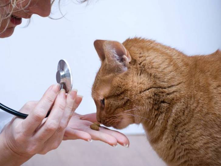 Un chat tigré reniflant de la nourriture dans les mains d'une vétérinaire