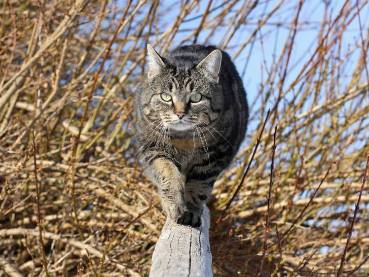 Un gros chat tigré marchant sur une branche