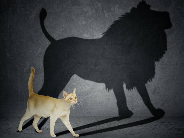 Un chat avec une ombre en forme de lion