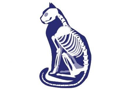 Illustration du squelette d'un chat