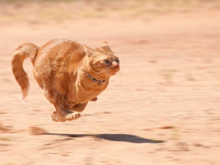 Un chat roux en train de courir à toute allure