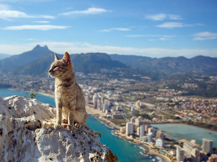 Un chat tigré perché en haut d'une montagne surplombant la ville