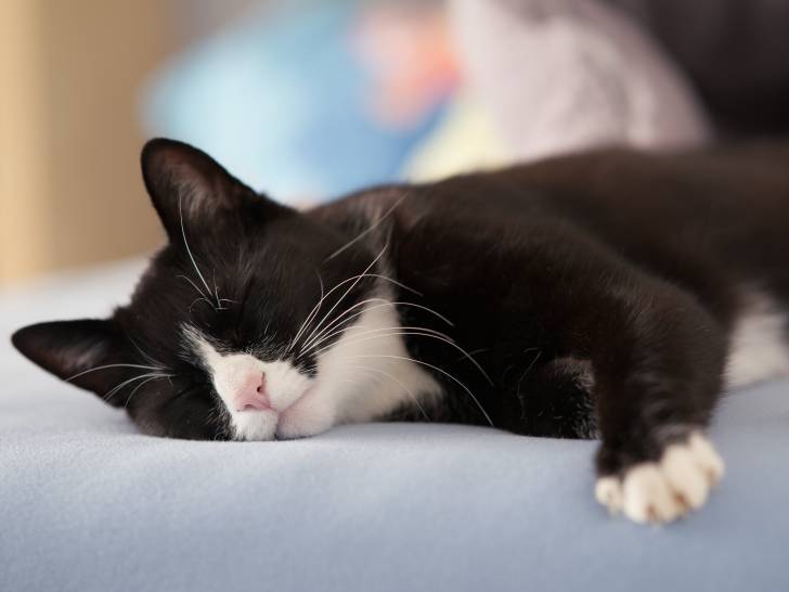 Un chat noir et blanc dort allongé sur un lit
