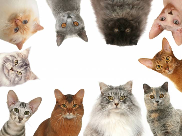 Dix races de chats différentes sur un fond blanc
