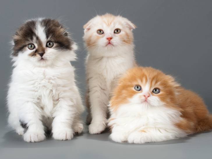 Trois chatons de différentes couleurs