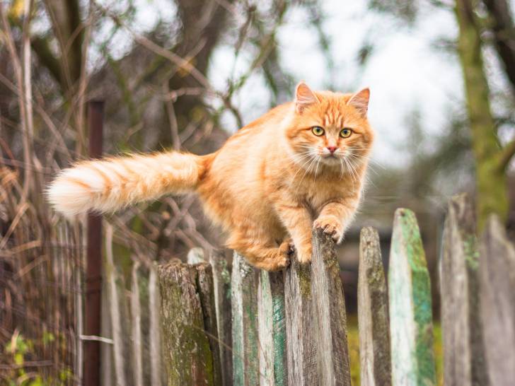 Un gros chat roux marche en équilibre sur une palissade en bois