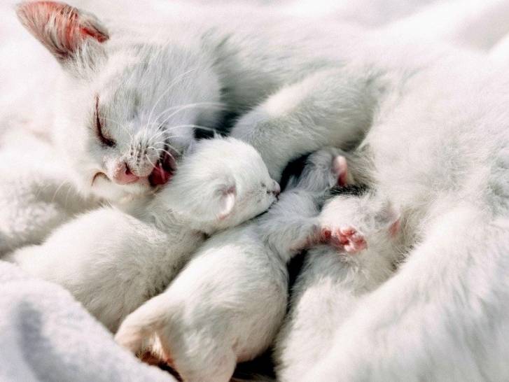 Un mère et ses petits chatons en train de prendre la tétée