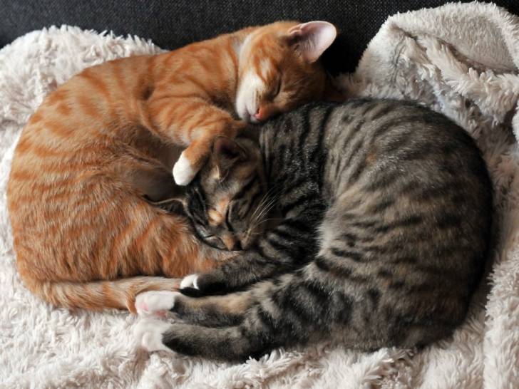 Deux chats tigrés dormant ensemble sur un lit