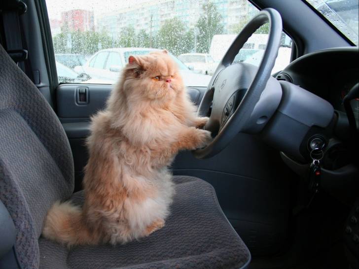 Un gros chat à poil long assis au volant d'une voiture