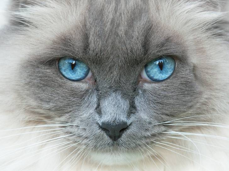 10 Races De Chats Aux Yeux Bleus