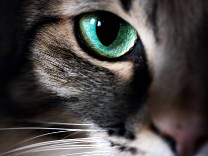 Gros plan sur l'oeil vert d'un chat gris