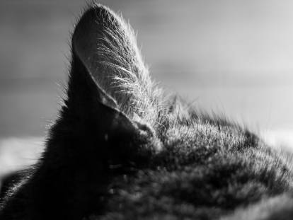 Photo en noir et blanc d'une oreille de chat
