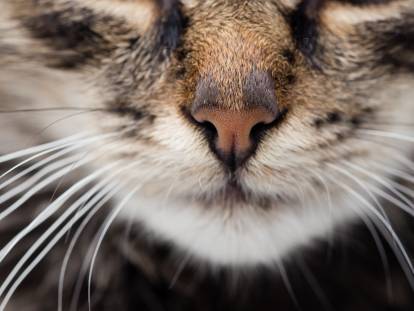 Vue de près sur le nez d'un chat