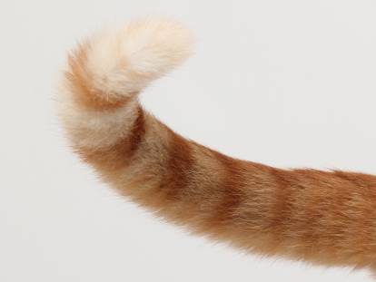 La queue d'un chat roux tigré