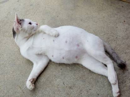 Une chatte gestante allongée sur le dos
