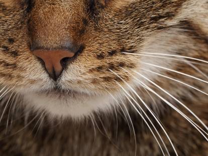 Gros plan sur les moustaches d'un chat Européen tabby