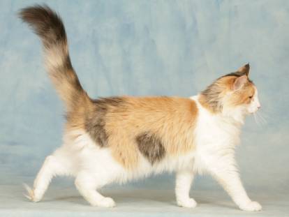 Un chat tricolore debout et vu de profil