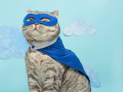 Un chat tigré vêtu d'une cape et d'un masque bleu, comme un superhéros