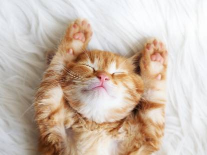 Un chaton roux en train de dormir sur le dos sur un lit