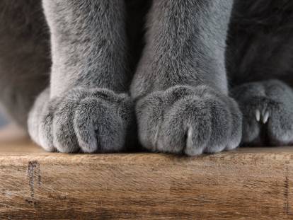 Pattes d'un chat gris atteint de polydactylie