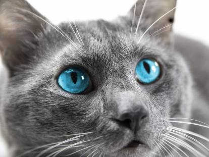 Un très beau chat gris aux yeux bleus