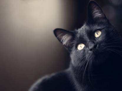 Gros plan d'un chat noir sur un fond sombre