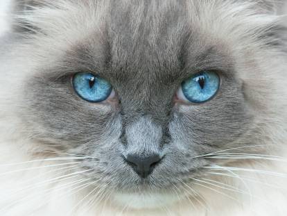 Un chat blanc et gris avec de beaux yeux bleus