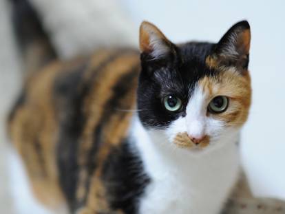 Un chat tricolore avec des yeux bleus