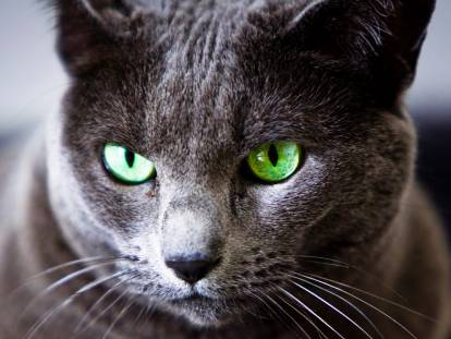 Vue proche d'un chat gris tabby aux yeux verts