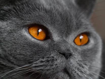 Vue proche d'un beau chat aux yeux orange