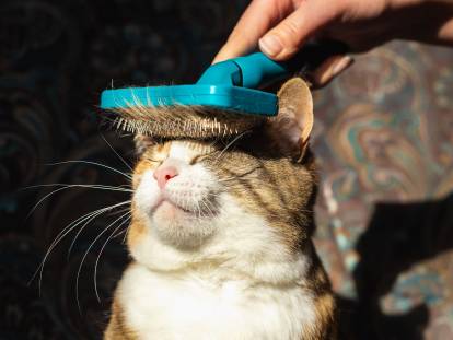 Un chat se faisant brosser le front avec une brosse.