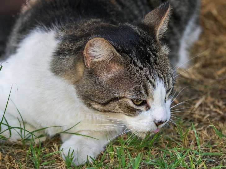 Un chat utilisant un sens particulier appeler organe de Jacobson