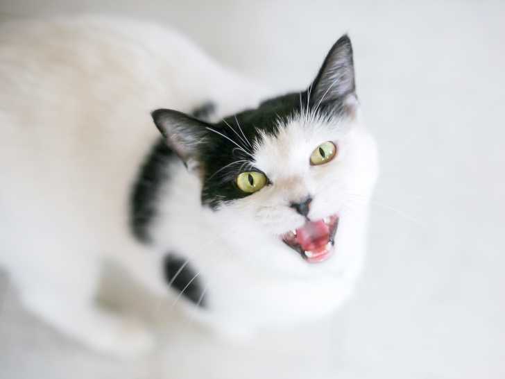 Un chat noir et blanc en train de miauler