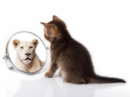 Un chat assis devant un miroir reflétant un tigre