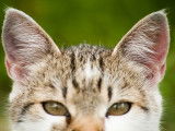 Vue proche sur les oreilles d'un chat