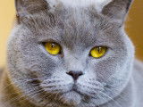 La tête d'un British Shorthair aux yeux jaunes