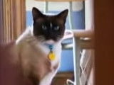 Dusty, le chat kleptomane qui vole le voisinage