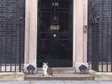 Larry, le chat du 10 Downing Street