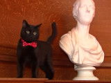 Gladstone, le chat souricier en chef du Trésor de Sa Majesté