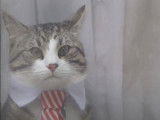 Embassy Cat, le chat de Julian Assange, est-il un mystérieux messager ?