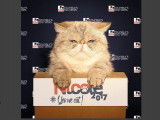 Nicole, premier chat candidat à l’élection présidentielle