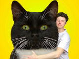 Des nouvelles de Merlin, le chat de Norman