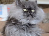 Record du monde 2014 de la fourrure la plus longue pour Colonel Meow