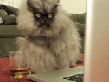 Colonel Meow n'aime pas la concurrence sur internet